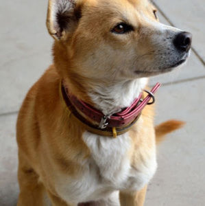 Meet your Posher, Ian